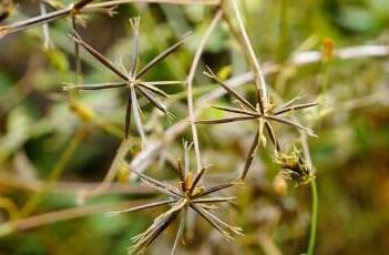 鬼针草（鬼针草怎样服用降血压）