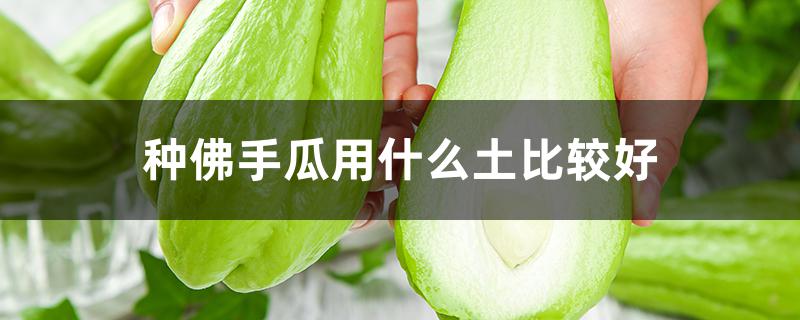 种佛手瓜用什么土比较好（种佛手瓜用什么肥料好）