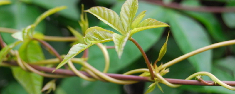 植物生长需要量最多的无机盐是什么（植物生长需要量最多的无机盐是什么元素）