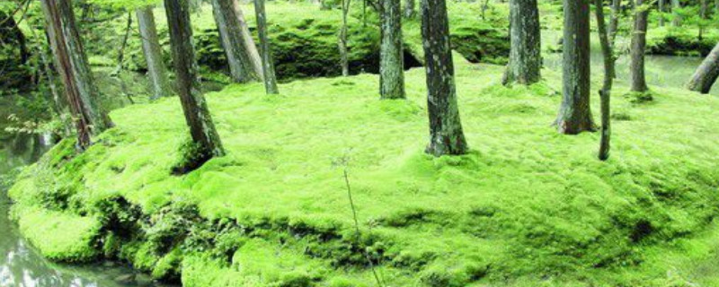 藻类,苔藓,蕨类植物的主要特征（藻类,苔藓,蕨类植物的主要特征视频）