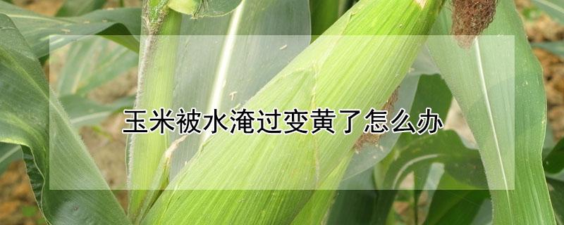 玉米被水淹过变黄了怎么办 玉米被淹发黄怎么办