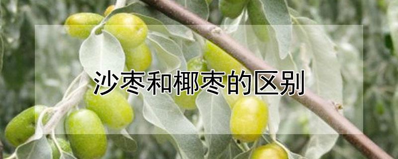 沙枣和椰枣的区别 沙特枣和椰枣有什么不同