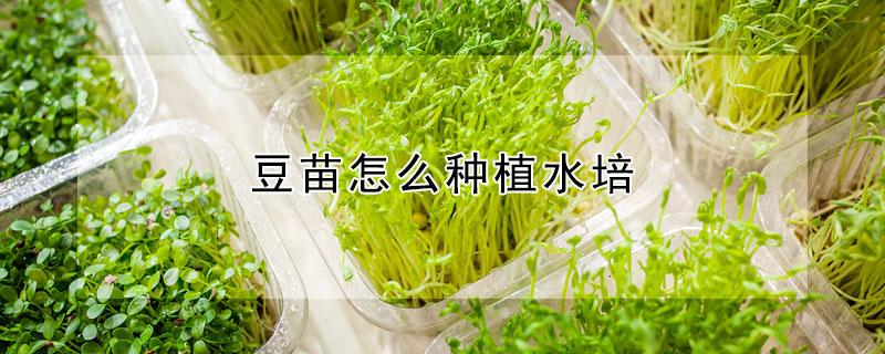 豆苗怎么种植水培 豆苗怎么种植水培视频