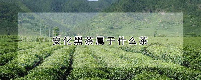 安化黑茶属于什么茶（安化黑茶属于什么茶系）