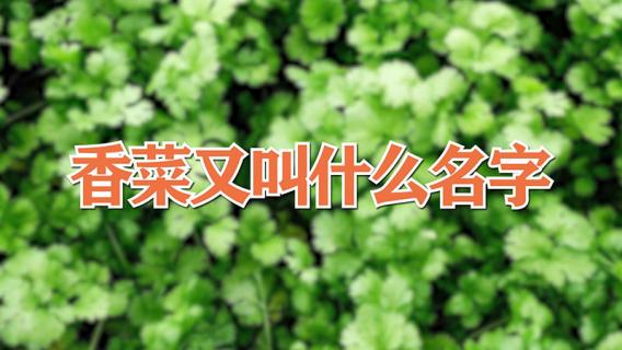 香菜又叫什么名字 香菜又叫什么名字呢