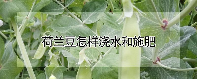 荷兰豆怎样浇水和施肥（荷兰豆怎样浇水和施肥最好）