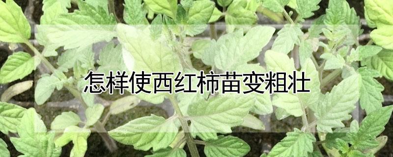 怎样使西红柿苗变粗壮（怎样使西红柿苗变粗壮视频）