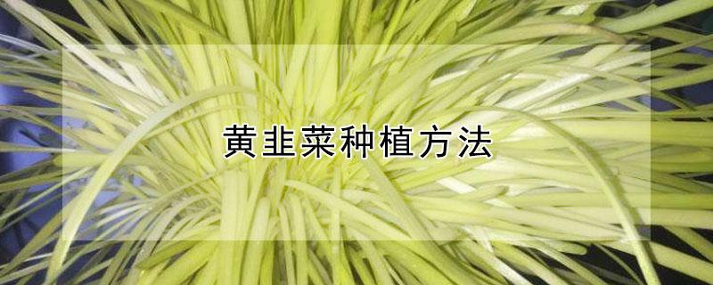 黄韭菜种植方法 黄韭菜种植方法图片