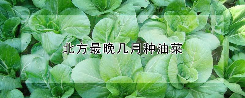 北方最晚几月种油菜（北方秋季油菜什么时候种）