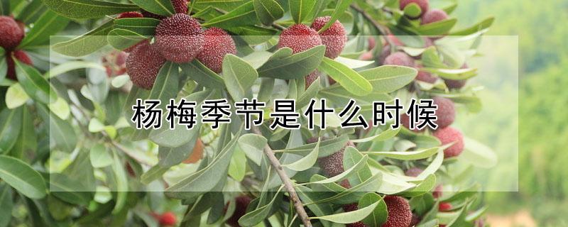 杨梅季节是什么时候（杨梅季节是什么时候结束）