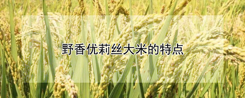 野香优莉丝大米的特点（野香优莉丝是常规水稻吗）