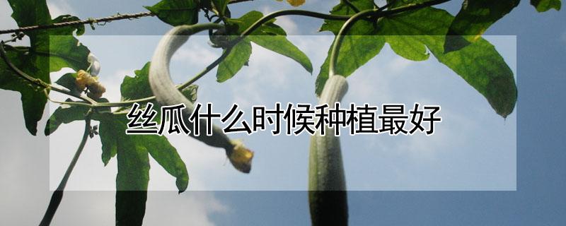 丝瓜什么时候种植最好 丝瓜什么时候种植最好肉丝瓜