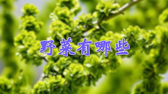 野菜有哪些 可以吃的野菜有哪些