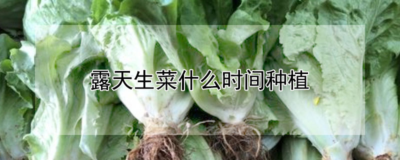 露天生菜什么时间种植（露天生菜种植技术大全）