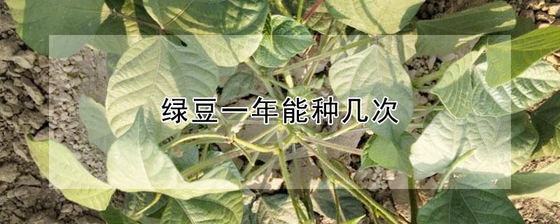 绿豆一年能种几次 绿豆一年能种几次啊