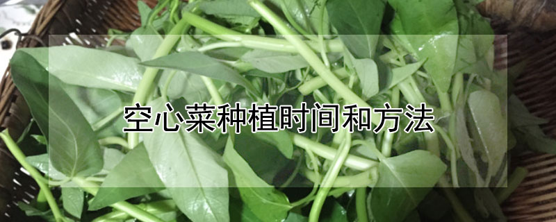 空心菜种植时间和方法（柳叶空心菜种植时间和方法）