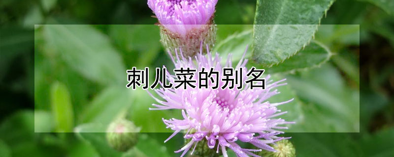 刺儿菜的别名（刺儿菜别名七七芽,煮水价值高）