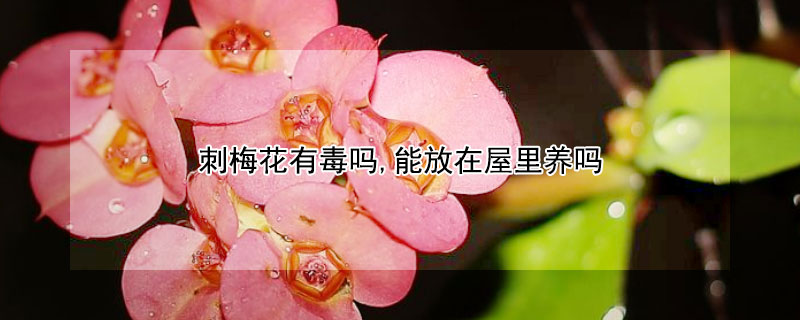 刺梅花有毒吗,能放在屋里养吗 刺梅花有毒吗,能放在屋里养吗视频