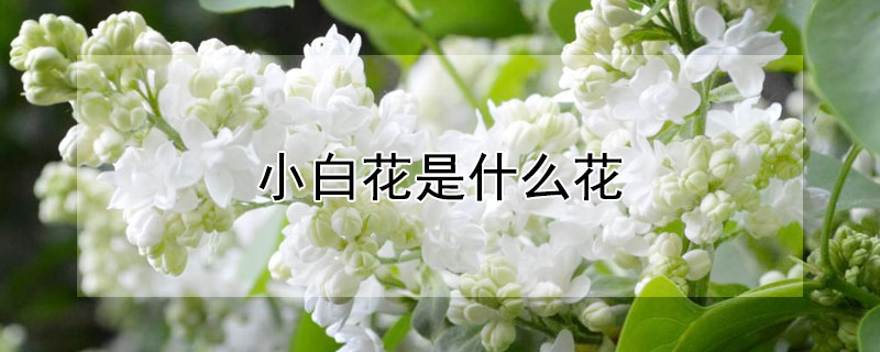 小白花是什么花（五瓣小白花是什么花）