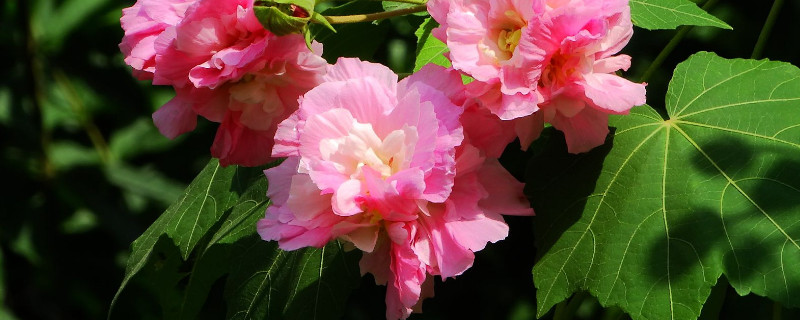 芙蓉花和大岩洞是一种花吗（重瓣大岩洞芙蓉花）