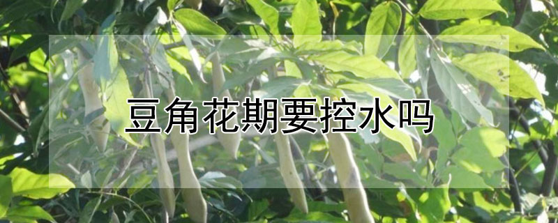 豆角花期要控水吗 豆角花期要控水吗为什么