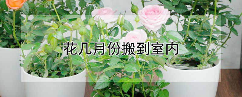 花几月份搬到室内（长寿花几月份搬到室内）