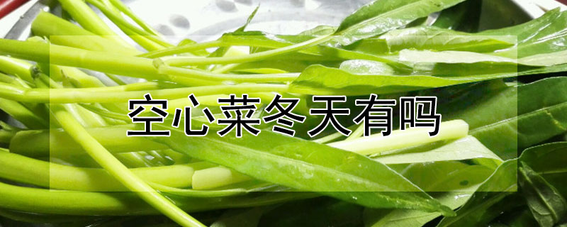 空心菜冬天有吗 空心菜能过冬吗?