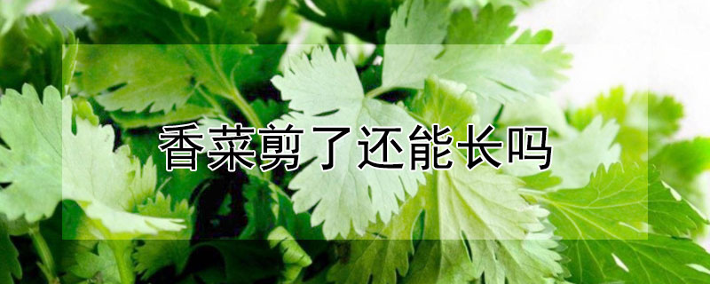 香菜剪了还能长吗（香菜剪短了会长）