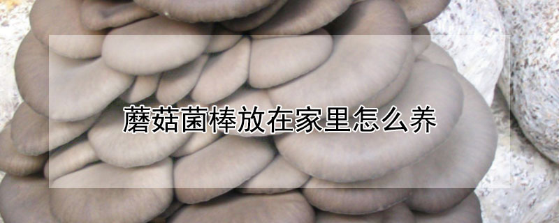 蘑菇菌棒放在家里怎么养