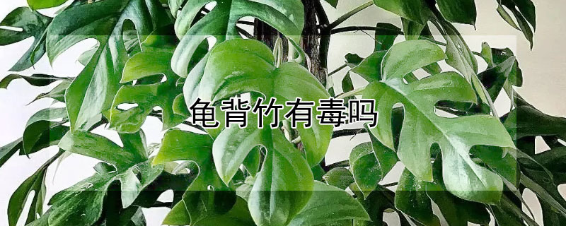 龟背竹有毒吗（春羽龟背竹有毒吗）