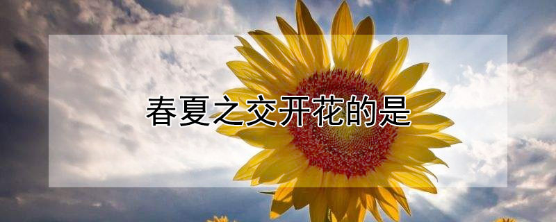 春夏之交开花的是 夏秋之交开什么花