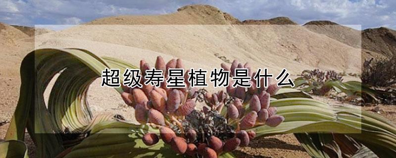 超级寿星植物是什么（超级寿星的植物是什）