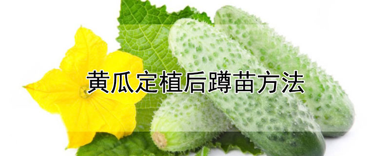 黄瓜定植后蹲苗方法（黄瓜定植后蹲苗方法）