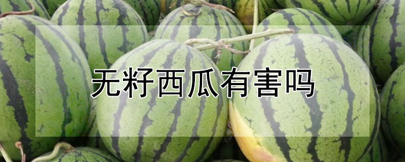 无籽西瓜有害吗