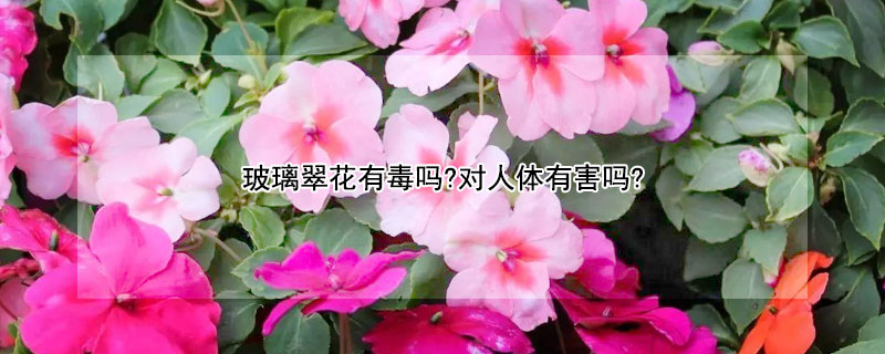 玻璃翠花有毒吗?对人体有害吗? 花卉玻璃翠有毒吗