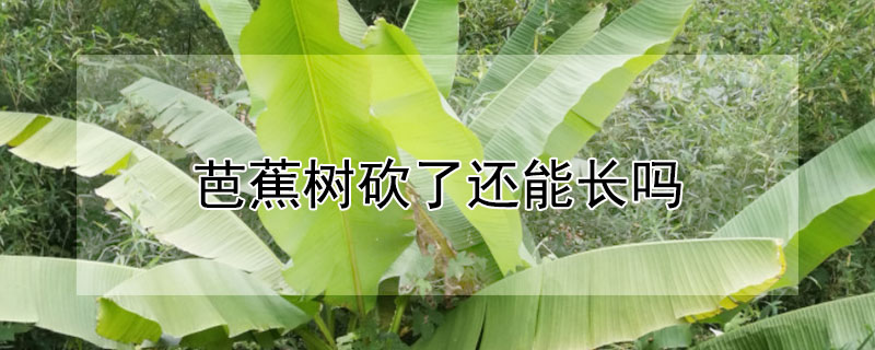 芭蕉树砍了还能长吗 芭蕉树长了芭蕉之后是不是要砍掉