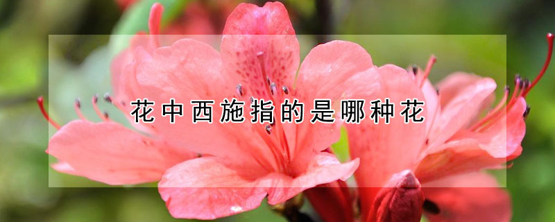 花中西施指的是哪种花（花中西施指的是哪种花朵）