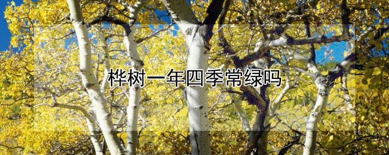 桦树一年四季常绿吗（桦树的叶子一年四季是绿色的吗）