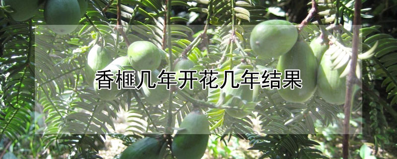 香榧几年开花几年结果（香榧从开花到结果多长时间）