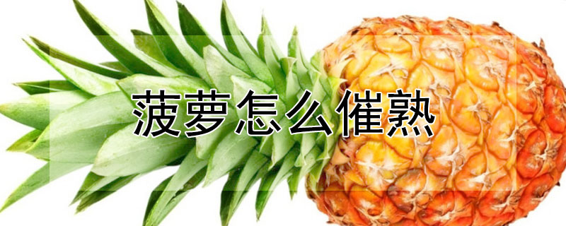 菠萝怎么催熟（绿色菠萝怎么催熟）