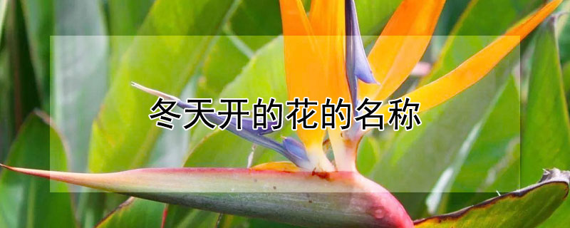 冬天开的花的名称 冬天开的常见的花名称