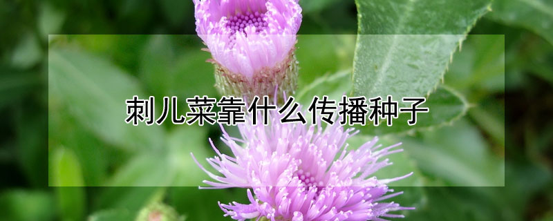 刺儿菜靠什么传播种子 刺儿菜靠什么传播种子的