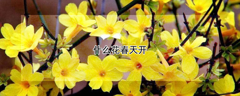 什么花春天开（什么花春天开放）