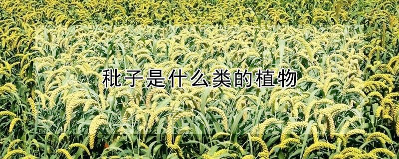 秕子是什么类的植物（秕子是什么植物有什么作用）