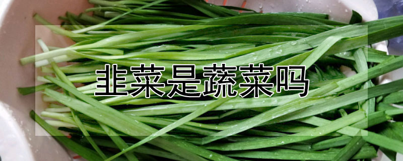 韭菜是蔬菜吗 韭菜属于哪种蔬菜