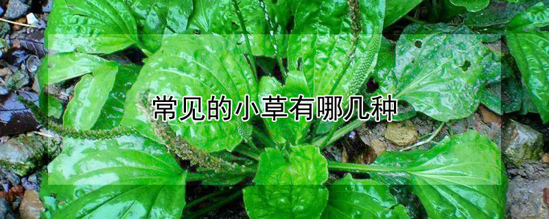 常见的小草有哪几种（小草有多少种）