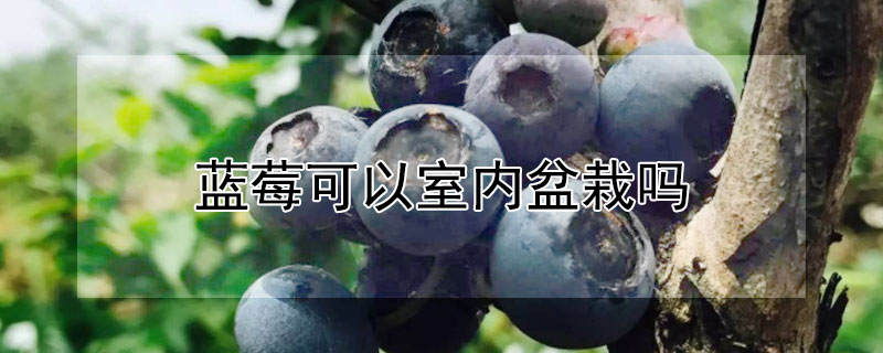 蓝莓可以室内盆栽吗（蓝莓可以在室内盆栽吗）