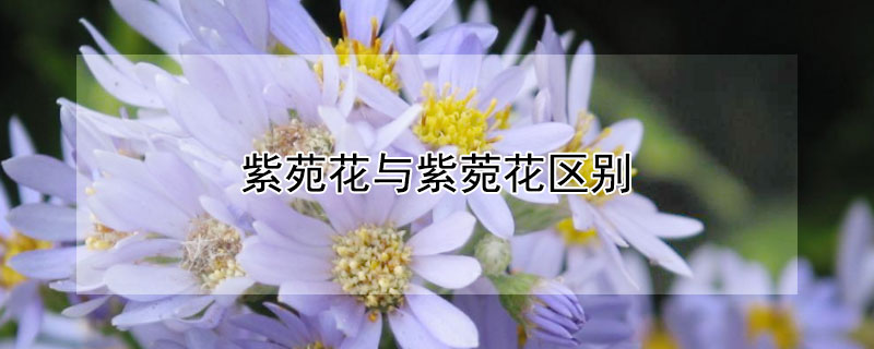 紫苑花与紫菀花区别 紫苑花与紫菀花区别图片