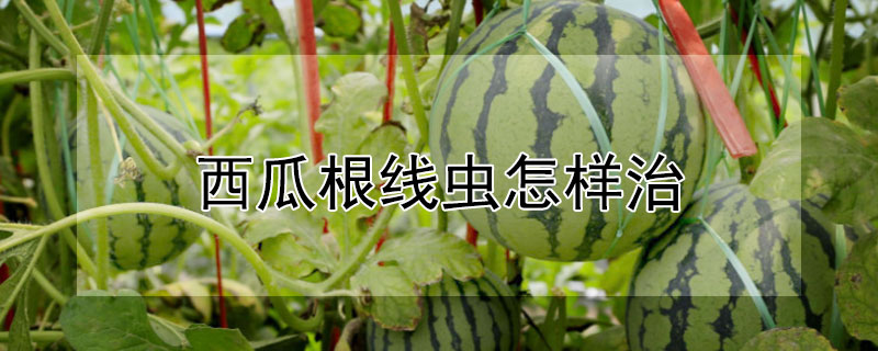 西瓜根线虫怎样治（西瓜根线虫的防治方法）