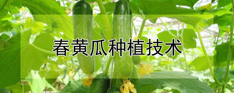 春黄瓜种植技术（春茬黄瓜的栽培技术）